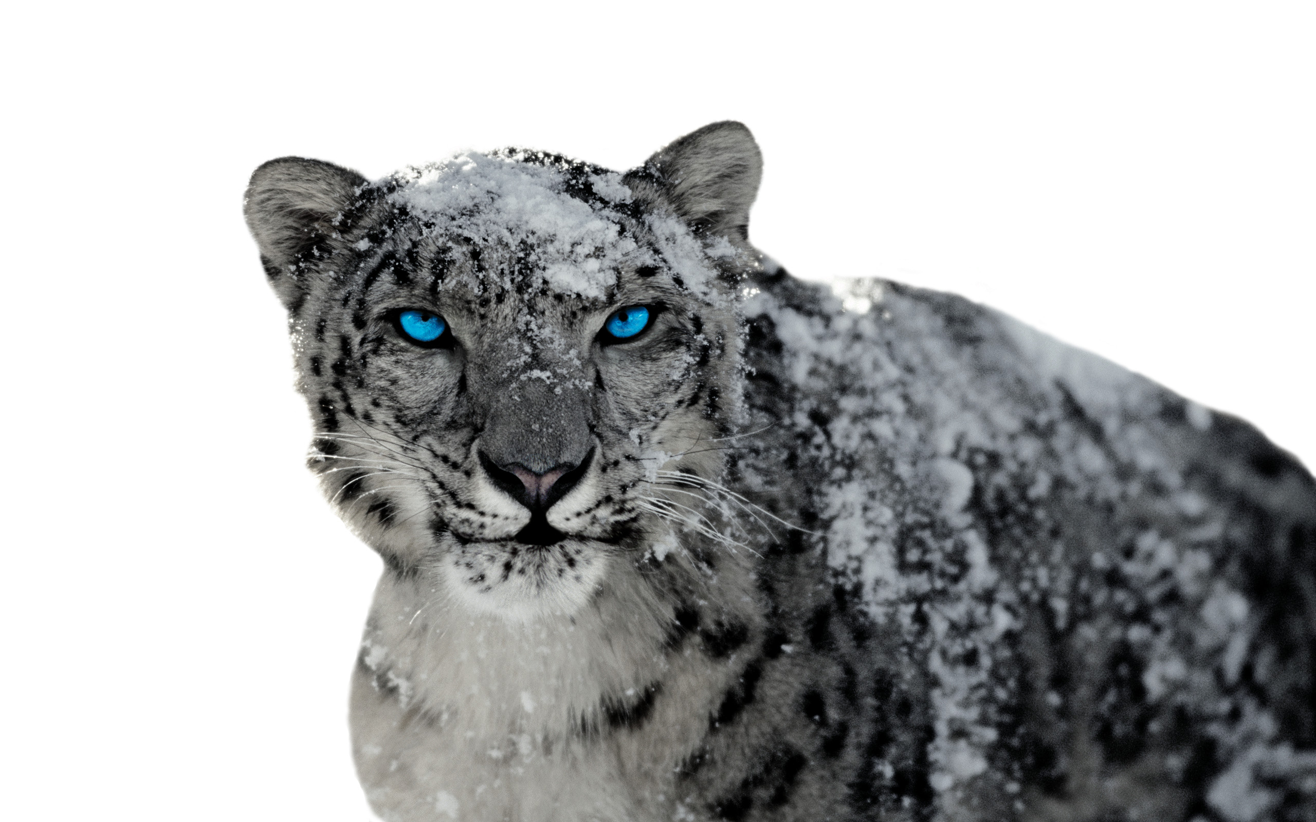 Mac os x 10.6 snow leopard download free iso